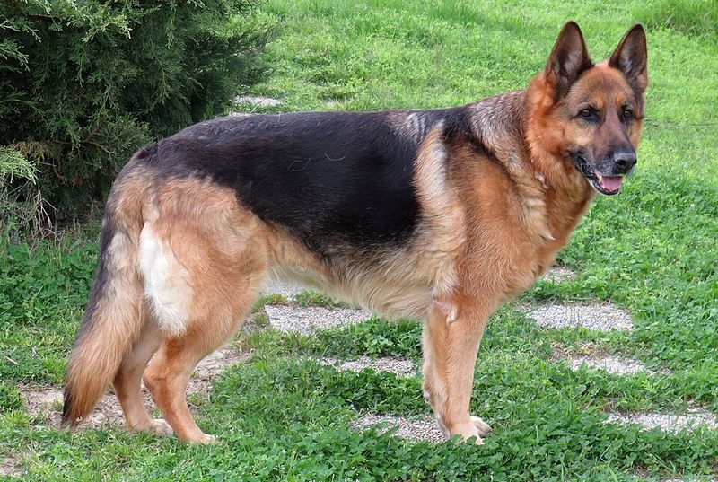 10 dogs that look intimidating from a distance - plus 2 gentle giants with equally loving personalities 4 German Shepherd