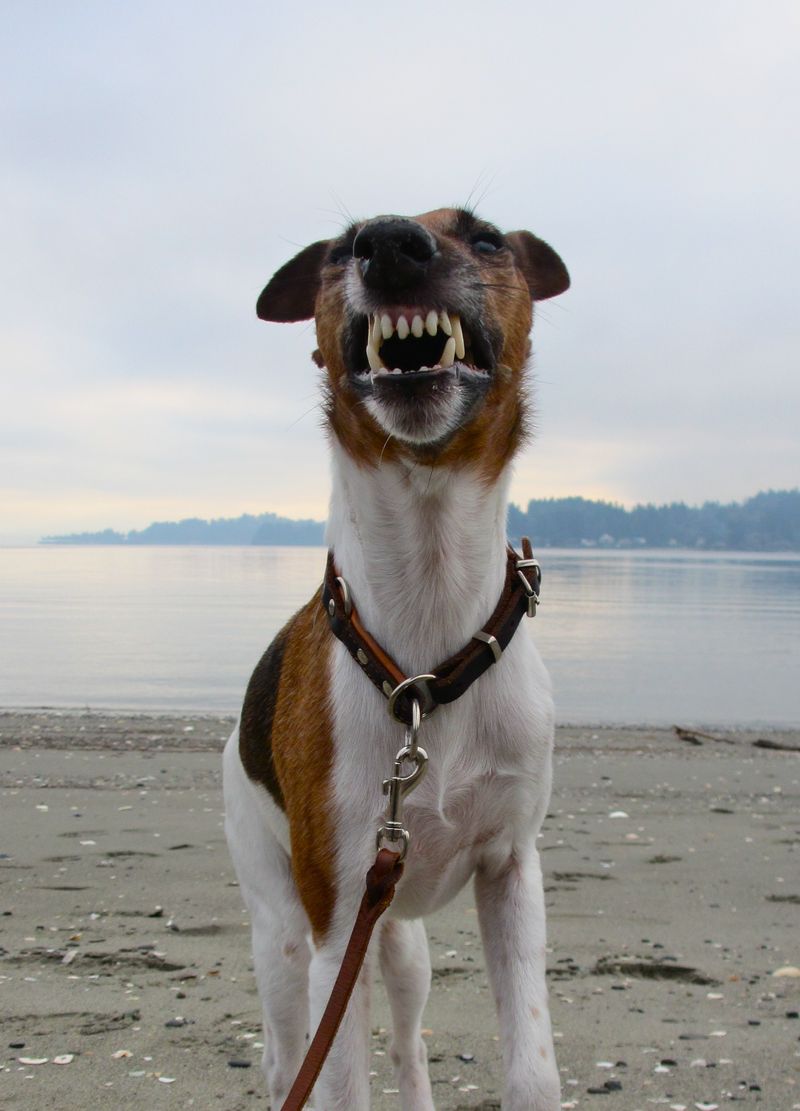 21 Dog Breeds More Likely to Develop Dental Problems 20 Jack Russell Terrier