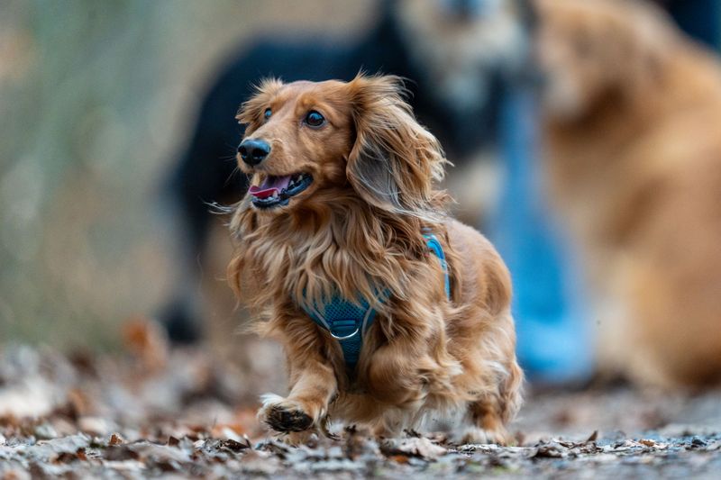 Count how many rooms you can enter alone after bringing home one of these dogs 3 Dachshund