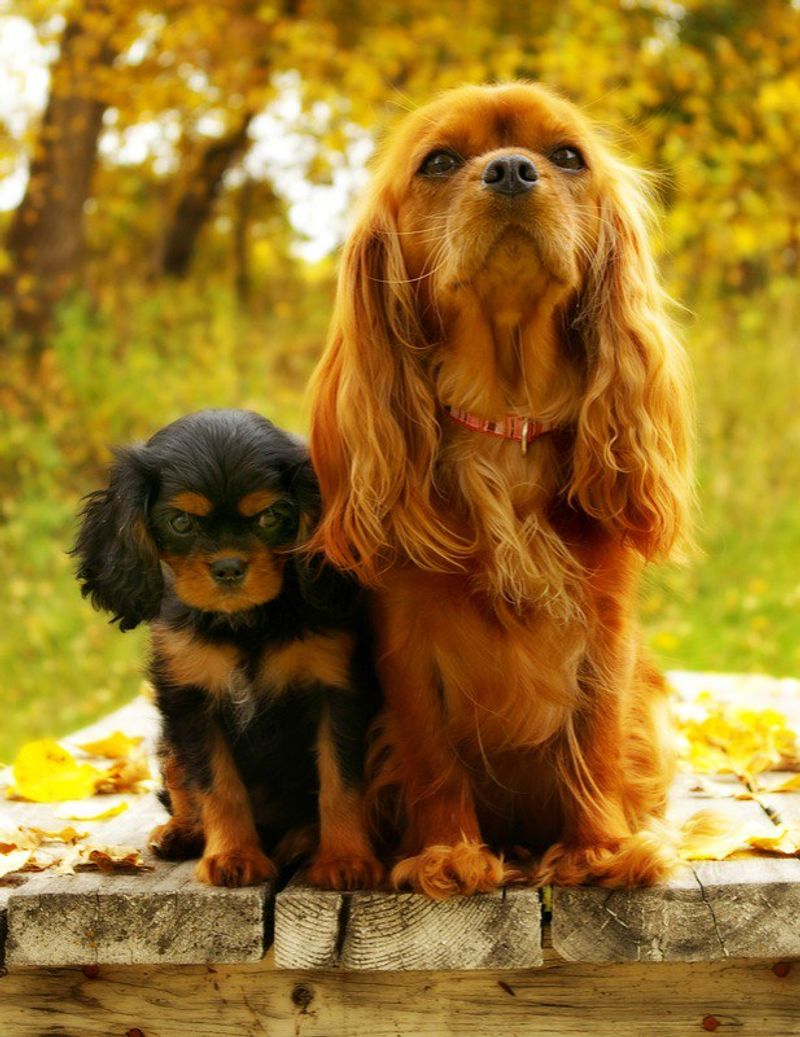 These remarkably intuitive dog breeds often sense feelings people try to hide 16 Cavalier King Charles Spaniel