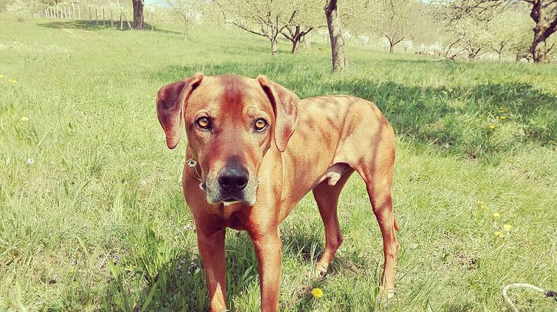 Rhodesian Ridgeback