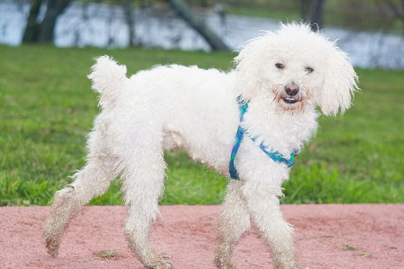 22 White Dog Breeds Recognized for Their Elegant Appearance 15 Poodle (White Variety)
