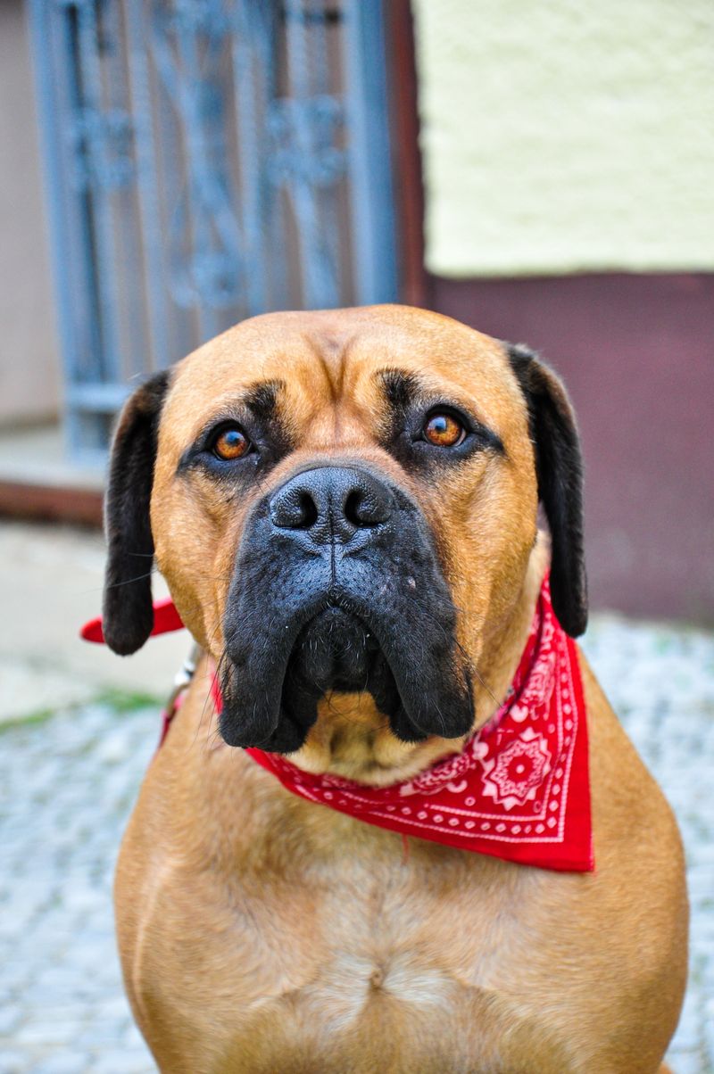 Your dog recognizes every neighbor - until an unfamiliar visitor appears. Meet 10 naturally watchful breeds 6 Bullmastiff: The Gentle Gamekeeper