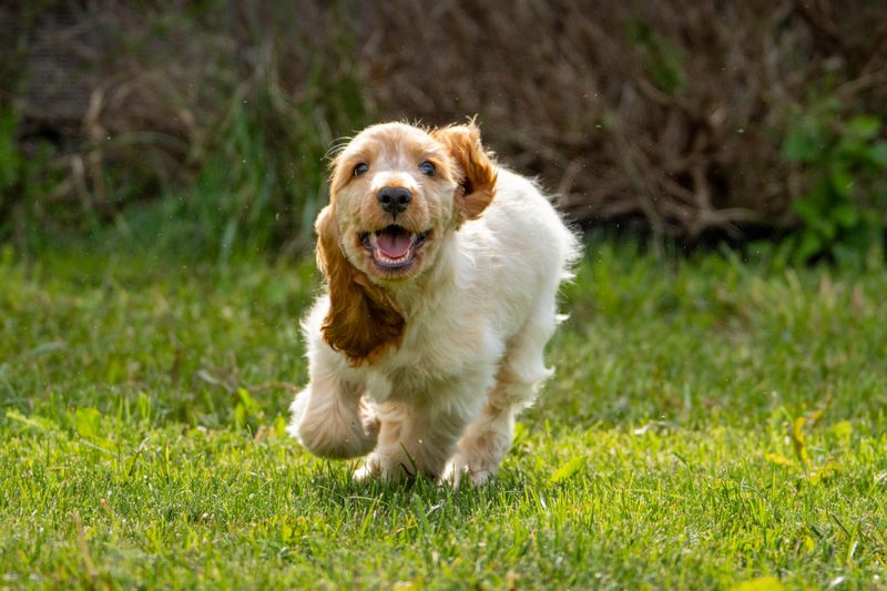 The family dog doesn't have to become another source of chaos - these breeds prove it 8 English Cocker Spaniel