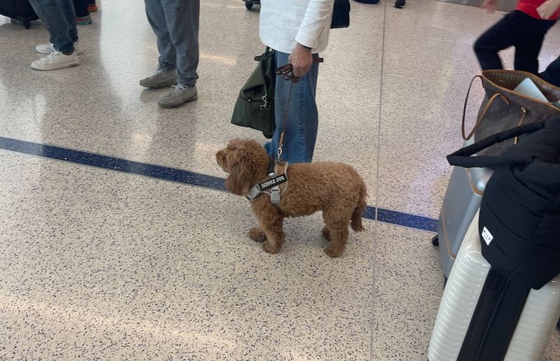 20 Important Factors to Consider Before Purchasing a Dog from a Breeder 6 Transportation Stress for Puppies