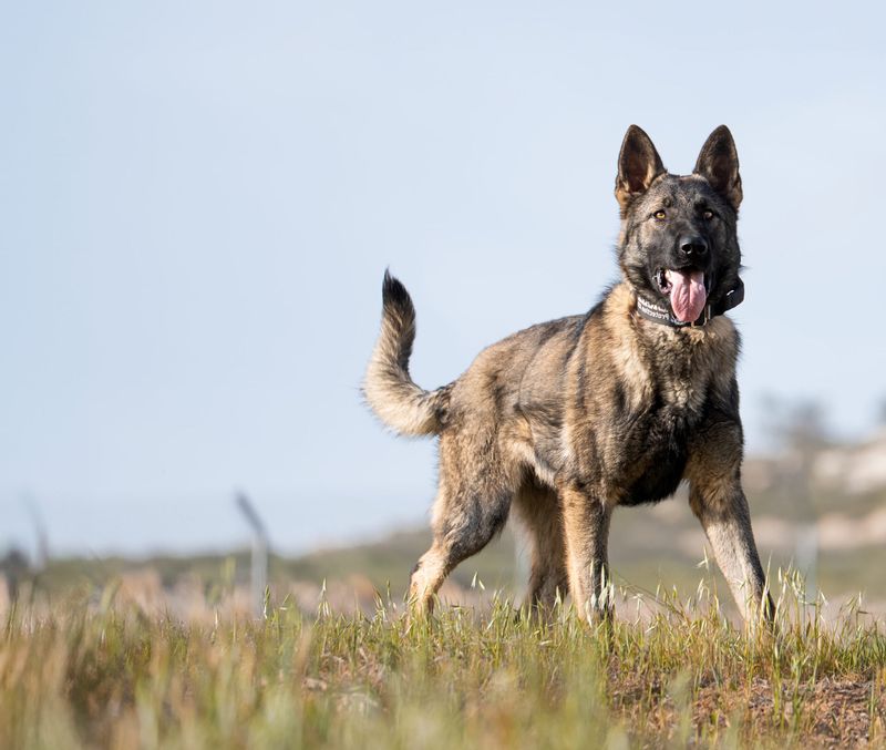 They Protect You When They Sense Danger