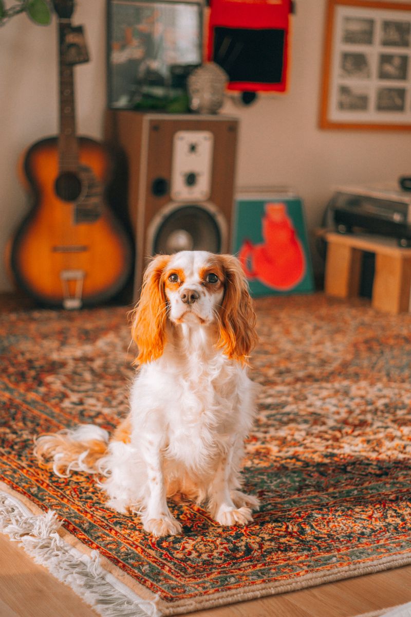 Your coworker has four paws now - these dog breeds can fit the home-office routine surprisingly well 6 Cavalier King Charles Spaniel