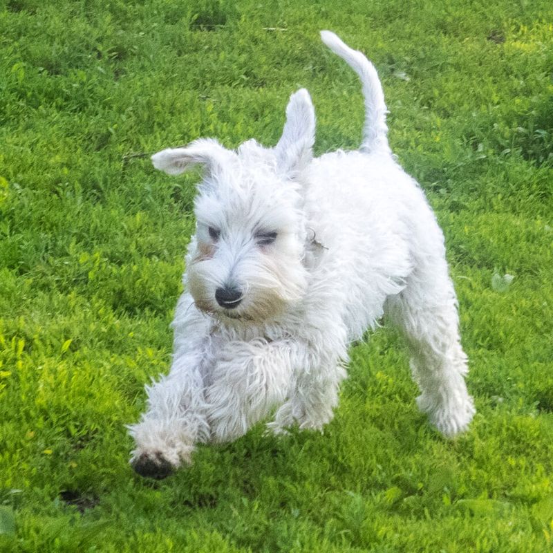 These 12 dogs bark so much owners sometimes feel like they’re living with alarms 3 Miniature Schnauzer