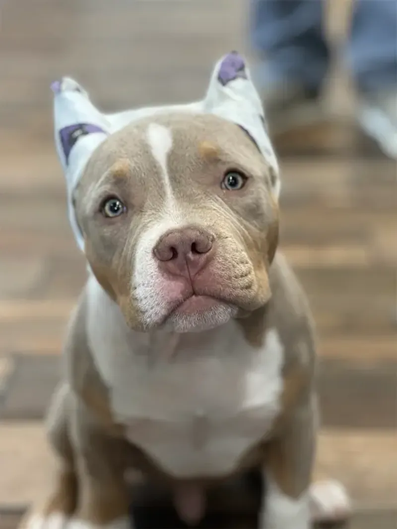 Costs of Ownership and Veterinary Care