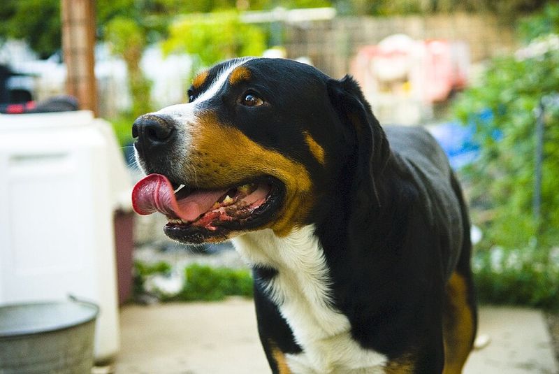 Entlebucher Mountain Dog