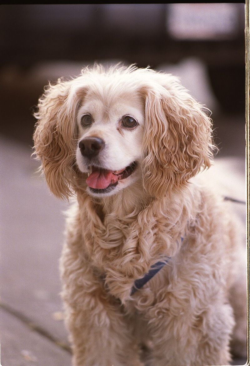 Some dogs avoid every puddle - These 11 breeds on the other end seem determined to find the deepest one 8 Cocker Spaniel