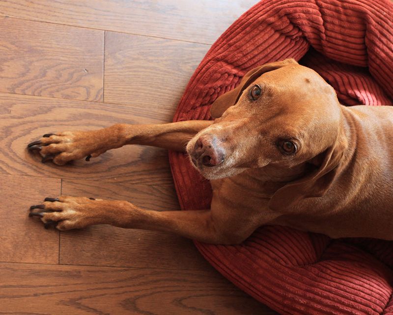 The Phantom Door Scratch