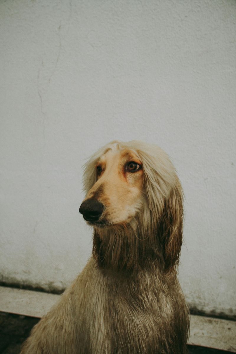15 Majestic Dog Breeds That Boast Lion-Like Manes 10 Afghan Hound