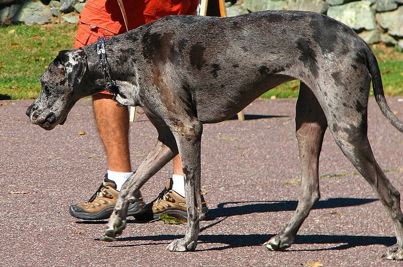Great Dane