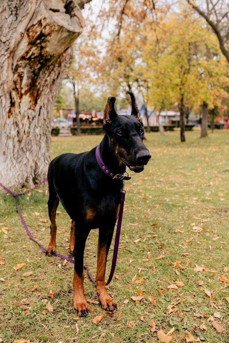 Doberman Pinscher