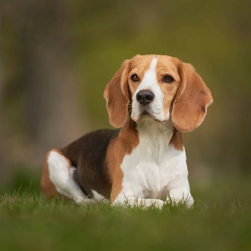 These dog breeds quietly become the heart of countless households 10 Beagle