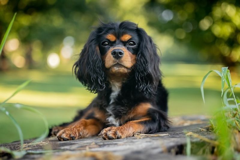 Not every dog turns the house into an amusement park - These breeds often prefer the quieter side of life 5 Cavalier King Charles Spaniel