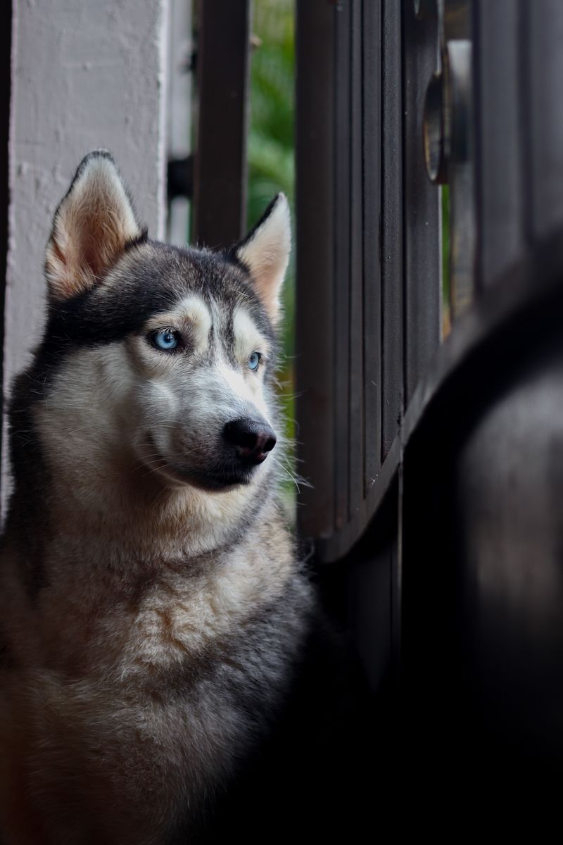 Siberian Husky