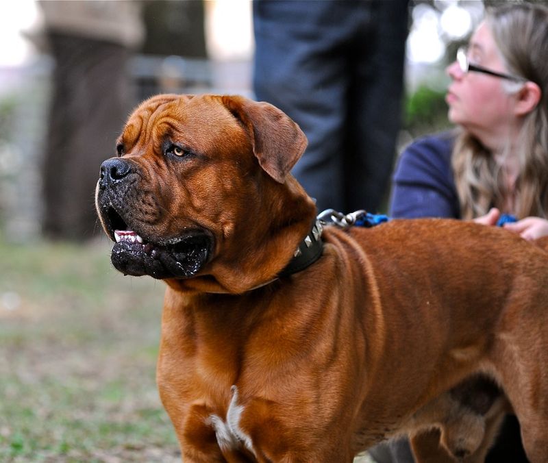 The toughest-looking dog in the neighborhood may secretly be the biggest softie in the house 11 Dogue de Bordeaux