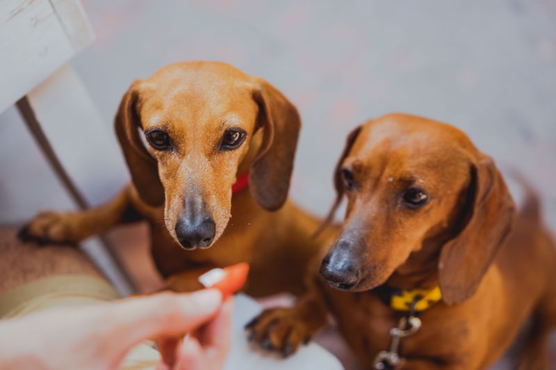 Dachshund