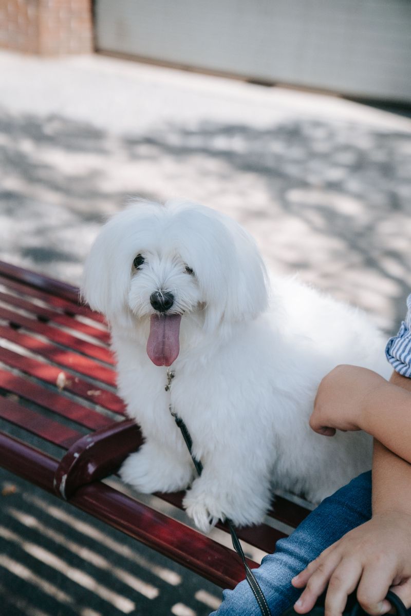 These 13 dog breeds may occasionally skip food - but sudden refusal can tell a different story 7 Maltese