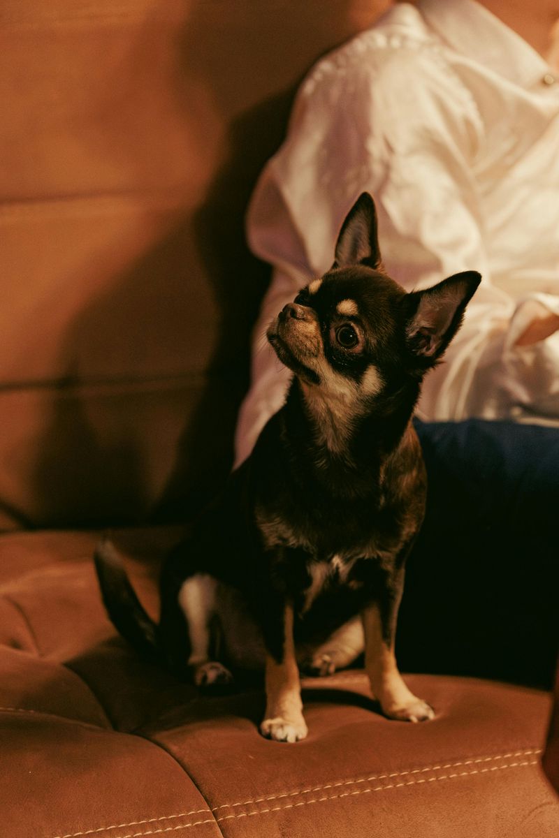 Chihuahua