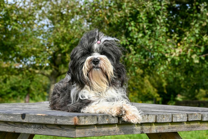 Tibetan Terrier