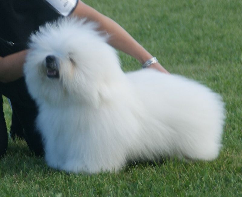 Living with these dog breeds often feels easier because they rarely resist the little things 12 Coton de Tulear