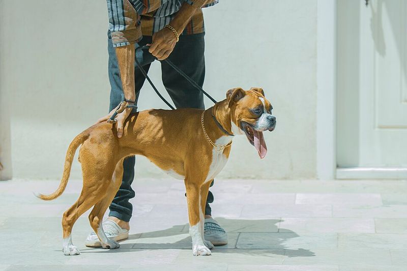 11 Loyal Large Dog Breeds That Rarely Leave Their Owners’ Side 7 Boxer