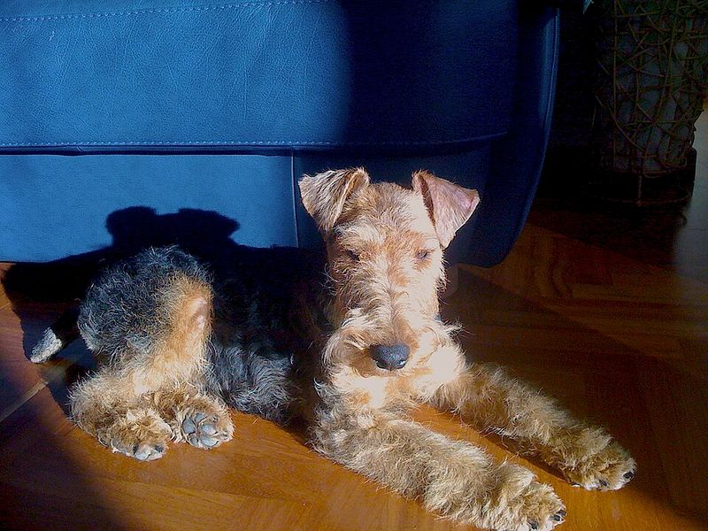15 tidy dogs that somehow combine cleanliness with a bossy streak 10 Welsh Terrier