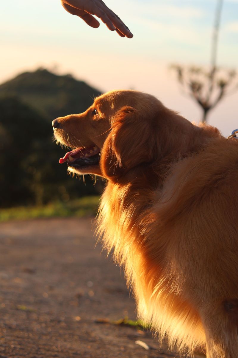 Once these dog breeds become part of your life, you'll rarely walk through the house alone 9 Golden Retriever