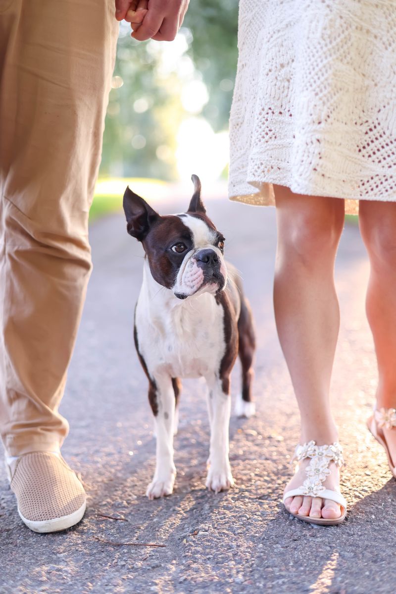 These dog breeds prove canine cuteness comes in far more forms than fluffy puppies 11 Boston Terrier
