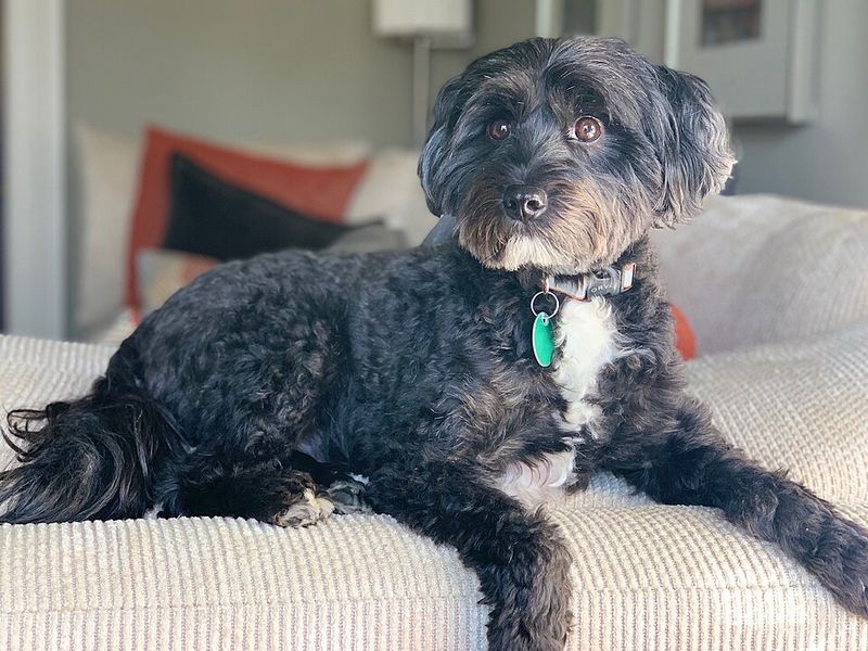 12 dog breeds nobody talks about enough despite being incredible companions 13 Tibetan Terrier