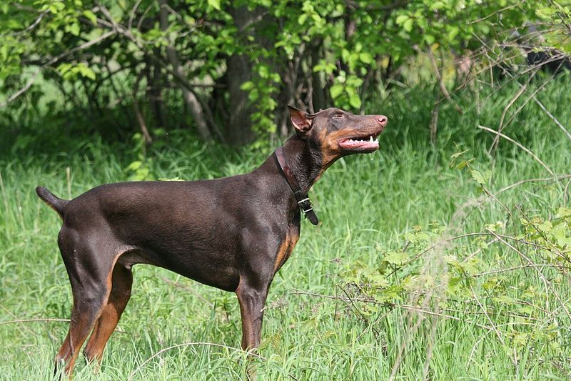 Owners don't need to question where they stand with these remarkably devoted companions 4 Doberman Pinscher