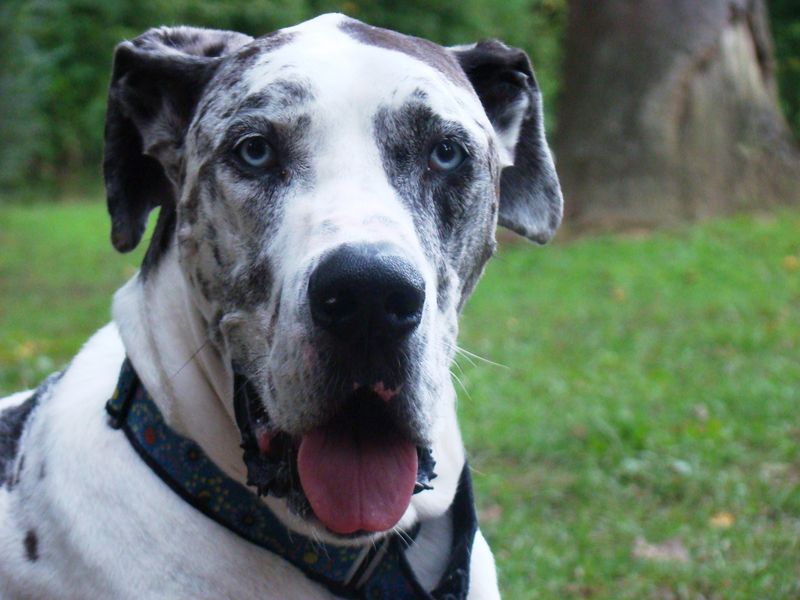5 Guard Dog Breeds Trusted for Professional Protection — Plus 20 More Known for Security Skills 11 Great Dane