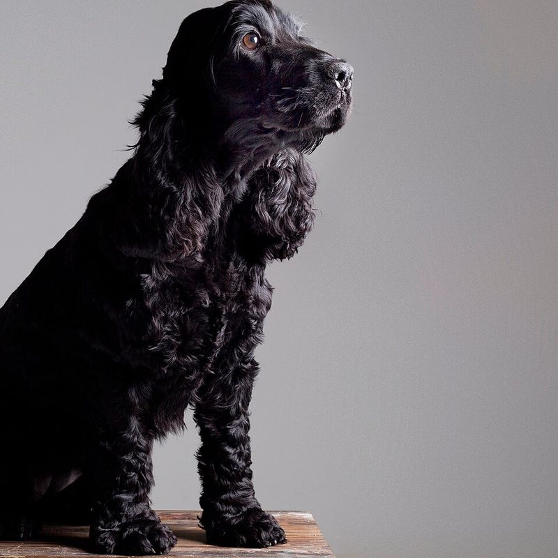 These dogs don't just live with families - They have a habit of becoming part of how families spend time together 9 Cocker Spaniel