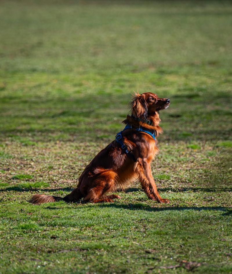 Irish Setter