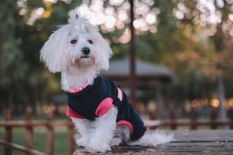 12 breeds perfectly suited to apartments, sidewalks, and urban routines 6 Maltese