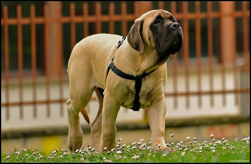 12 dogs with painfully short lifespans owners say are never easy to accept 10 Mastiff