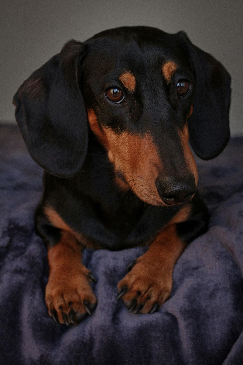 11 dogs that quietly wait the longest in shelters 8 Dachshund