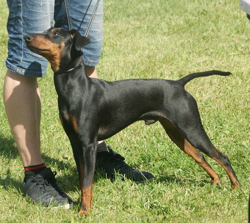 Manchester Terrier