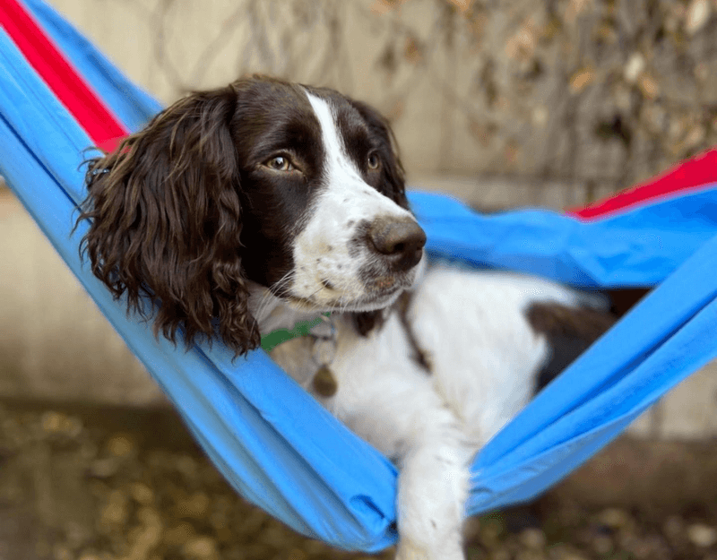 When rain keeps everyone inside, these active dogs still need something meaningful to do 11 English Springer Spaniel