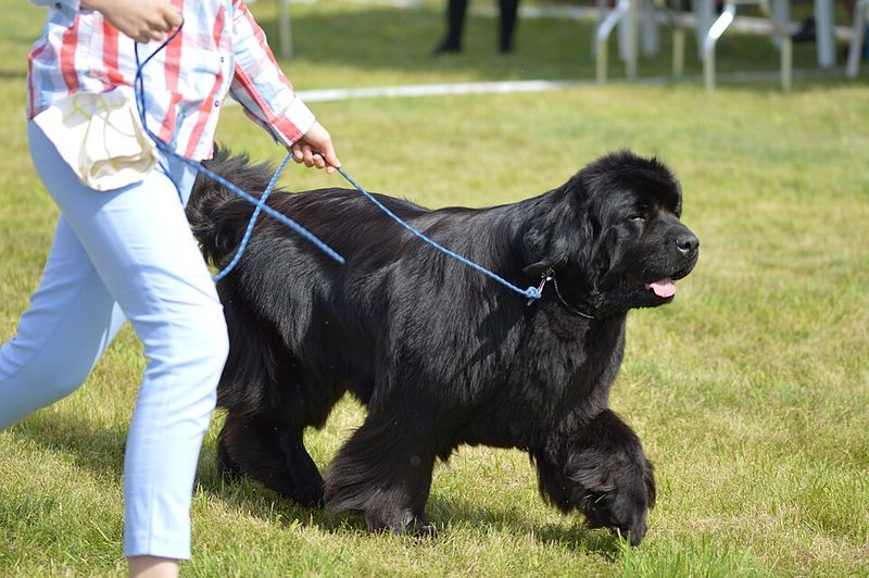Newfoundland