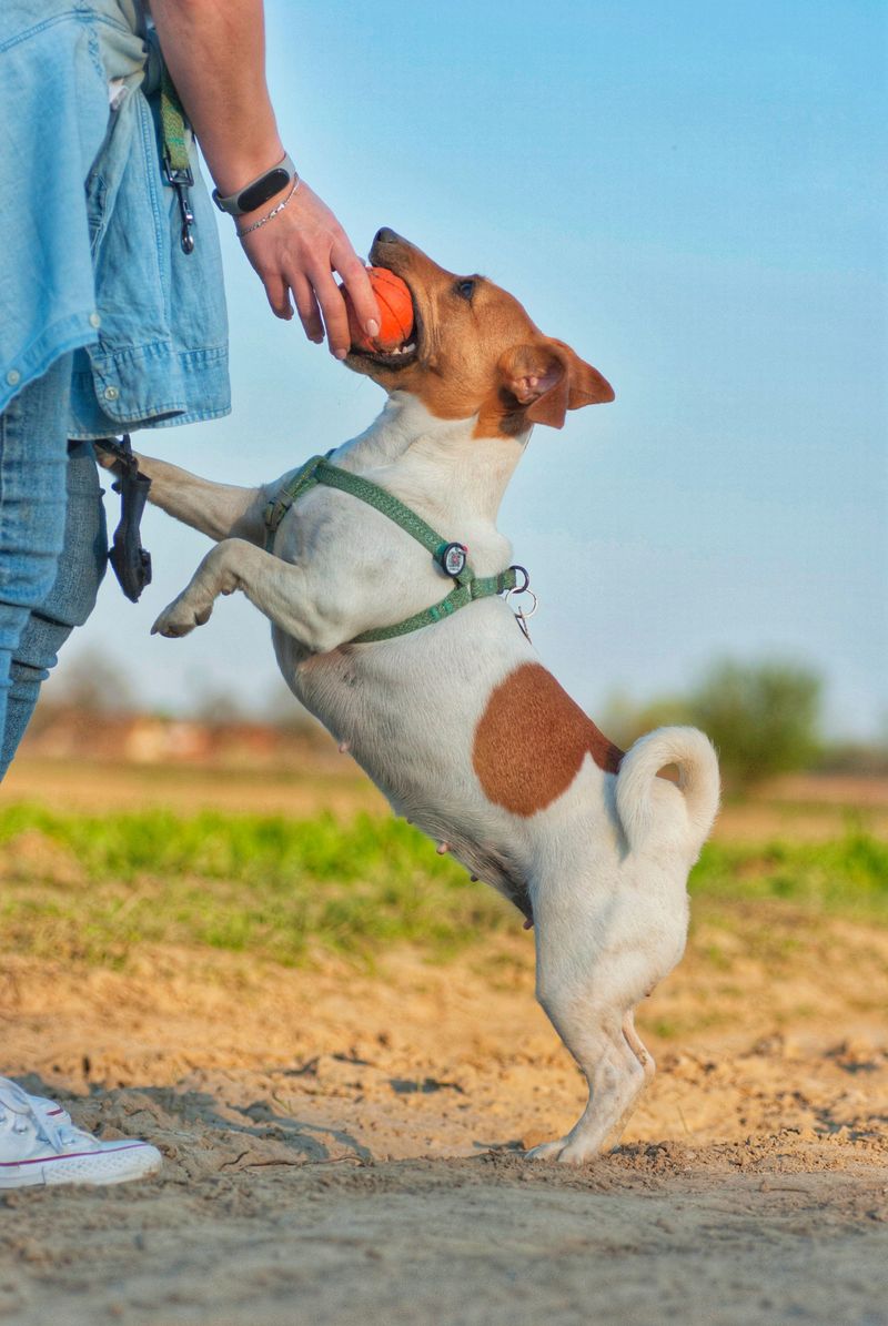Some dogs make toys last for months - These breeds can treat durability claims like a challenge 10 Jack Russell Terrier