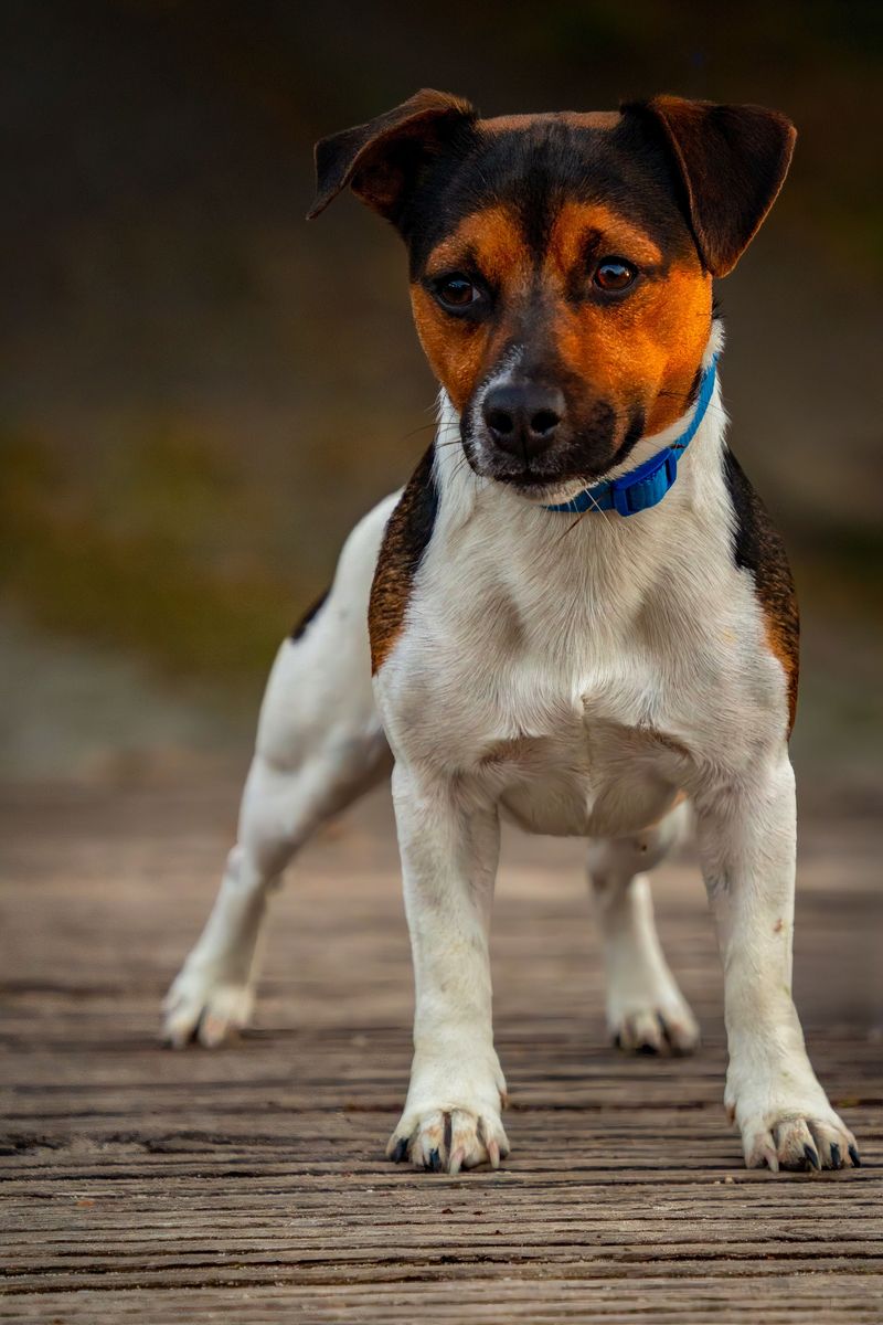 Jack Russell Terrier: Small Dog, Sharp Radar