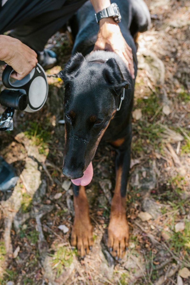11 Loyal Large Dog Breeds That Rarely Leave Their Owners’ Side 8 Doberman Pinscher