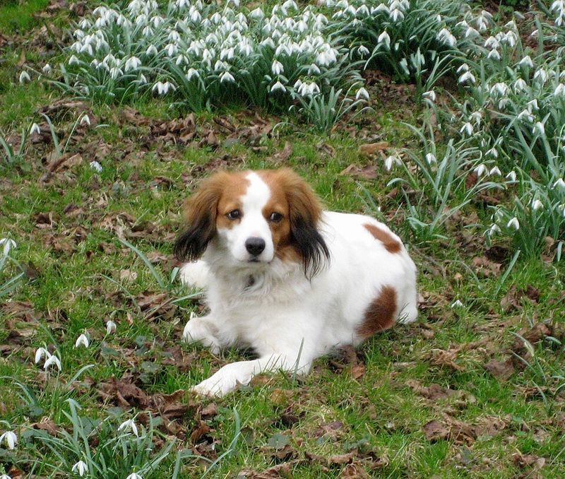 10 Dog Breeds That Suddenly Refuse a Favorite Food - Don’t Ignore This Pattern 5 Kooikerhondje