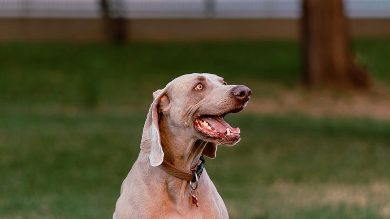 Weimaraner