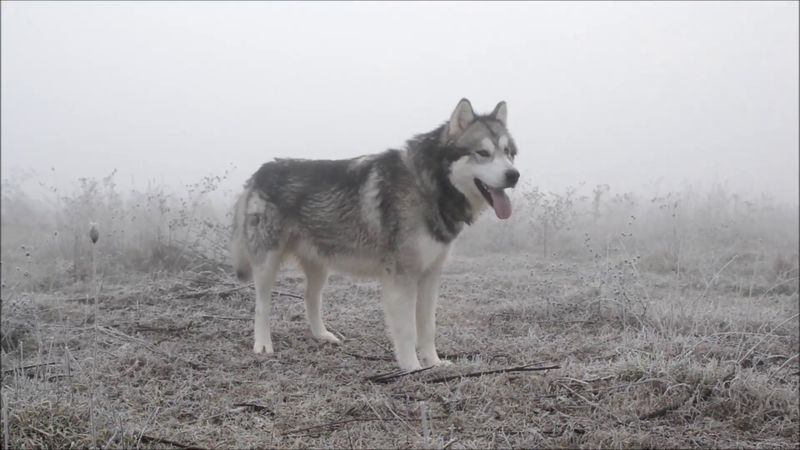 10 Dog Breeds That Are Truly Wolf-Like – And 5 That Only Look Wild 11 Kugsha