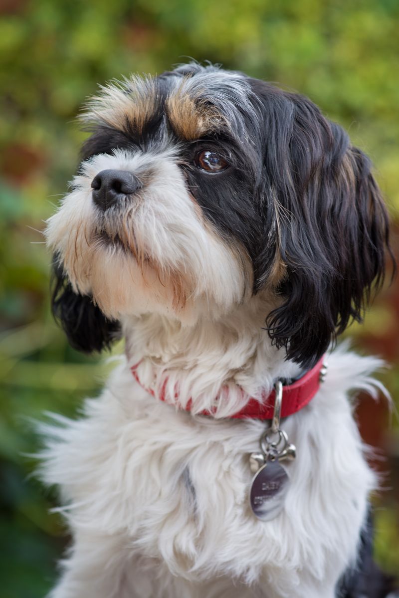Havanese